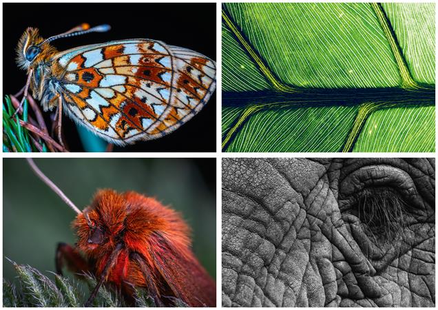 Naptár, fali, DAYLINER, "Macro Lens"